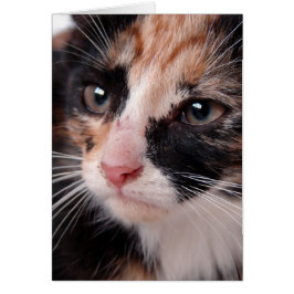 Torti Kitten Blank Inside Jedes Anlasses