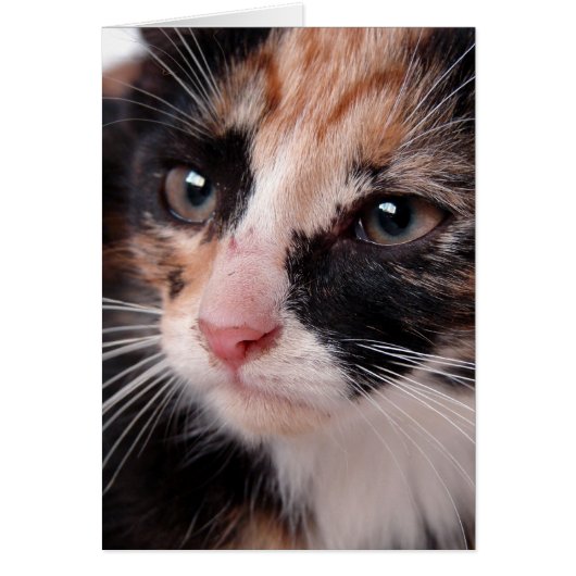 Torti Kitten Blank Inside Jedes Anlasses (Vorne)