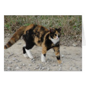 Torti Spooked (Vorderseite (Horizontal))