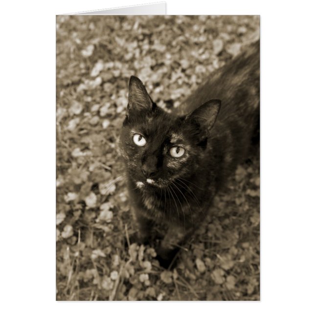 Tortie Cat Cards (Vorne)