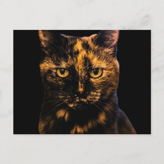 Tortie Cat Liebe Design #2 Postkarte (Vorderseite)