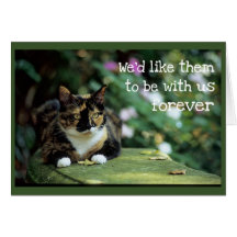 Tortie Cat on Garden Bench - Beileid