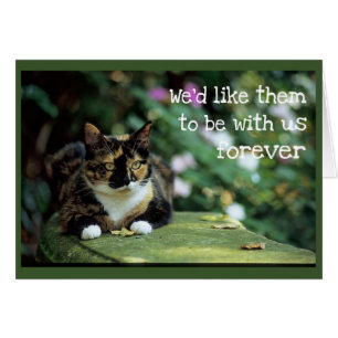 Tortie Cat on Garden Bench - Beileid