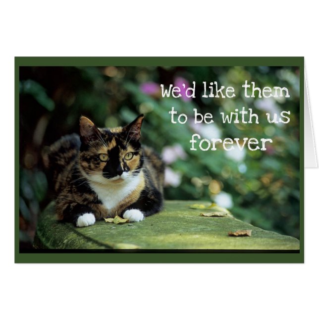 Tortie Katze auf Garten-Bank - Beileid (Vorderseite (Horizontal))