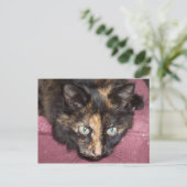 Torties Rule! Postkarte (Stehend Vorderseite)
