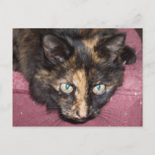 Torties Rule! Postkarte