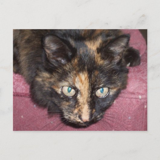 Torties Rule! Postkarte (Vorderseite)