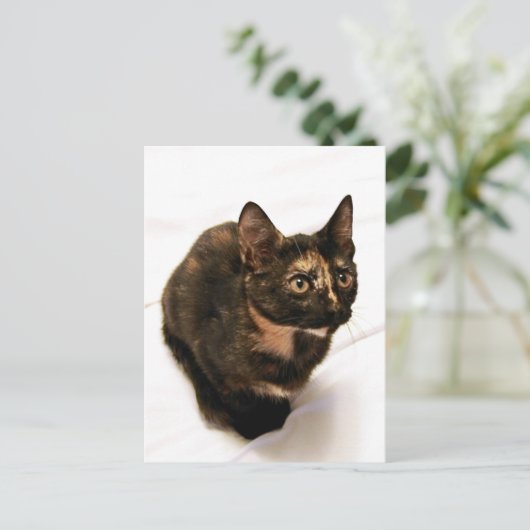 Tortitude Postcard Postkarte (Stehend Vorderseite)