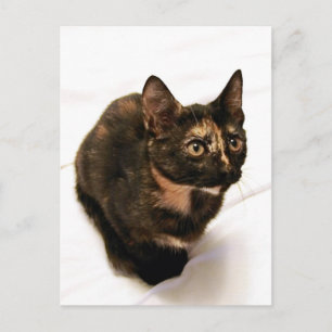 Tortitude Postcard Postkarte