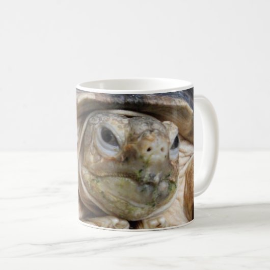 Tortoise, Afrikaner, Tortoise, Sulcata Kaffeetasse (VorderseiteRechts)