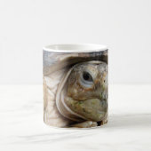 Tortoise, Afrikaner, Tortoise, Sulcata Kaffeetasse (Mittel)