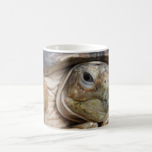 Tortoise, Afrikaner, Tortoise, Sulcata Kaffeetasse (Mittel)