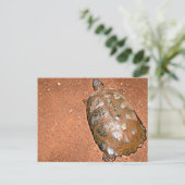 Tortoise auf braunem Boden Postkarte (Stehend Vorderseite)