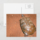 Tortoise auf braunem Boden Postkarte (Vorne/Hinten)