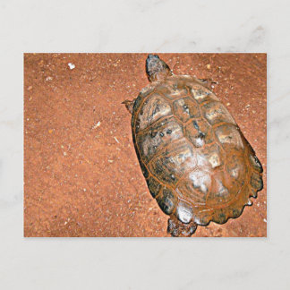 Tortoise auf braunem Boden Postkarte