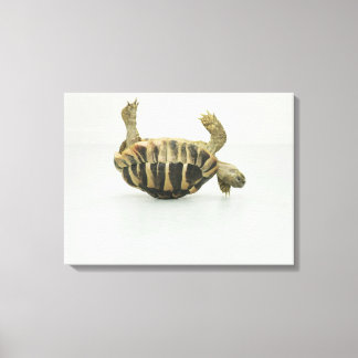 Tortoise auf den Kopf, Ausgleich auf Muschel Leinwanddruck