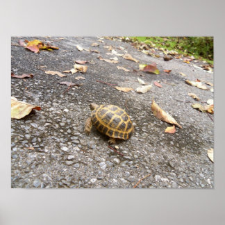 Tortoise auf einem Tierposter der Mission Poster