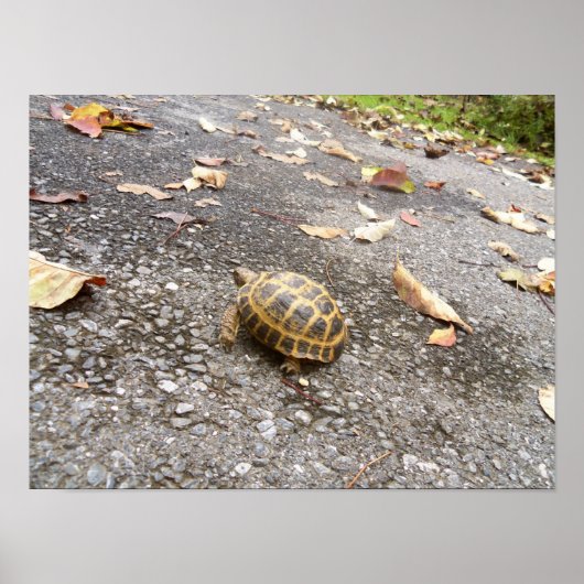 Tortoise auf einem Tierposter der Mission Poster (Vorne)
