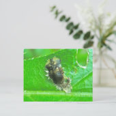 Tortoise Beetle Larva Insekt Postkarte (Stehend Vorderseite)
