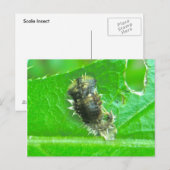 Tortoise Beetle Larva Insekt Postkarte (Vorne/Hinten)