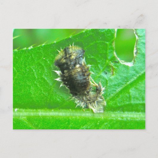 Tortoise Beetle Larva Insekt Postkarte (Vorderseite)