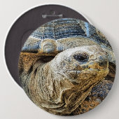 TORTOISE BUTTON (Vorne & Hinten)