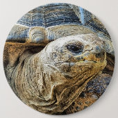 TORTOISE BUTTON (Vorderseite)