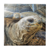 TORTOISE FLIESE (Vorderseite)