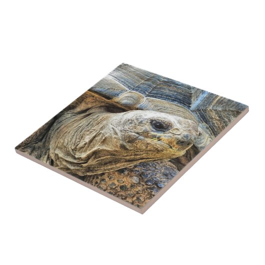 TORTOISE FLIESE (Seite)