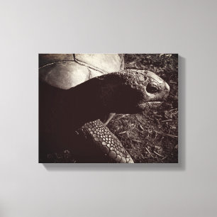 Tortoise Foto in Sepia Leinwanddruck