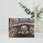 Tortoise Foto Postkarte (Stehend Vorderseite)