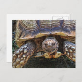 Tortoise Foto Postkarte (Vorne/Hinten)