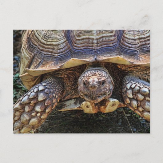 Tortoise Foto Postkarte (Vorderseite)