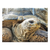 TORTOISE FOTODRUCK (Vorne)