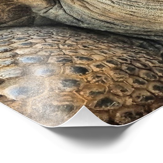 TORTOISE FOTODRUCK (Ecke)