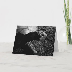 Tortoise Fotografie in Schwarz und Weiß Karte