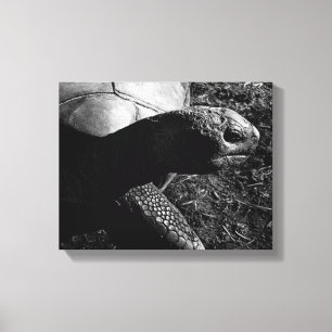 Tortoise Fotografie in Schwarz und Weiß Leinwanddruck