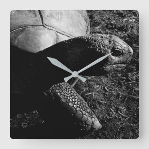 Tortoise Fotografie in Schwarz und Weiß Quadratische Wanduhr