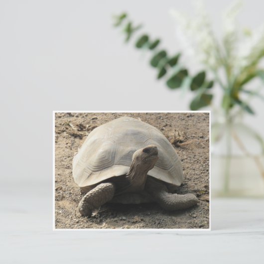 Tortoise galápagos postkarte (Stehend Vorderseite)