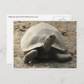 Tortoise galápagos postkarte (Vorne/Hinten)