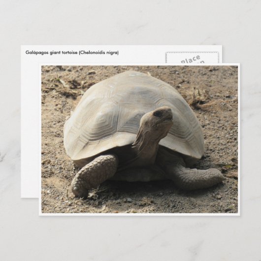 Tortoise galápagos postkarte (Vorne/Hinten)