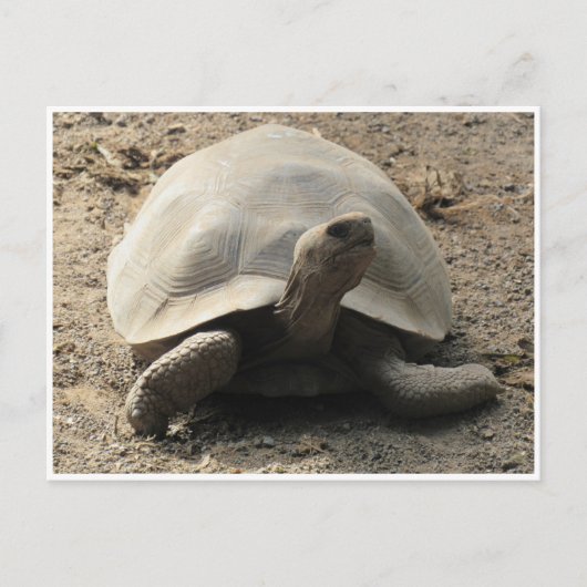 Tortoise galápagos postkarte (Vorderseite)