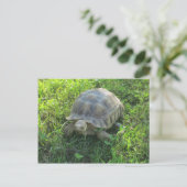 Tortoise im Gras Postkarte (Stehend Vorderseite)