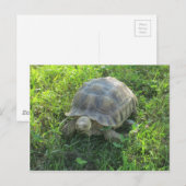 Tortoise im Gras Postkarte (Vorne/Hinten)