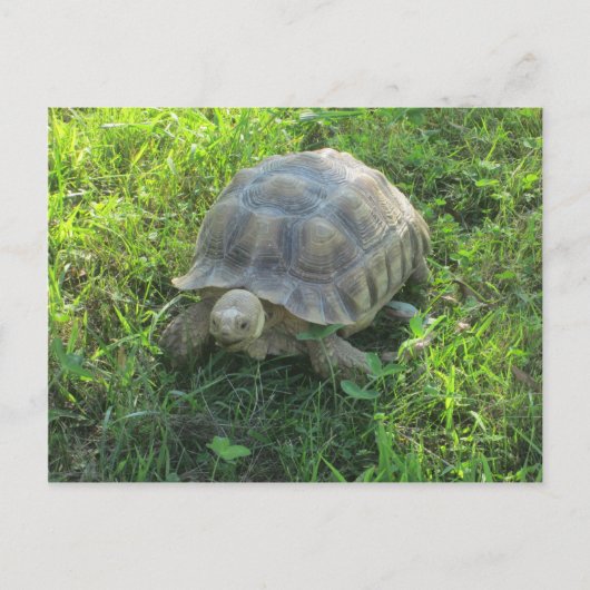 Tortoise im Gras Postkarte (Vorderseite)