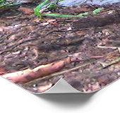 Tortoise im Mud Poster (Ecke)