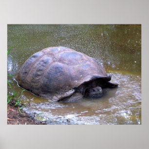 Tortoise im Mud Poster