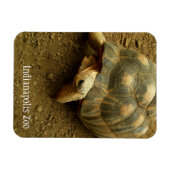 Tortoise im Zoo von Indianapolis Magnet (Horizontal)