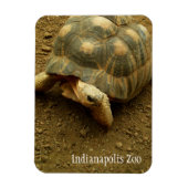 Tortoise im Zoo von Indianapolis Magnet (Vertikal)