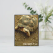 Tortoise im Zoo von Indianapolis Postkarte (Stehend Vorderseite)